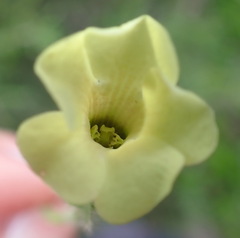 Thunbergia capensis