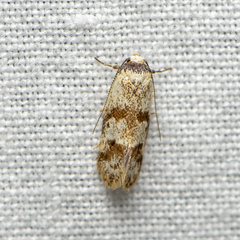 Isomoralla gephyrota