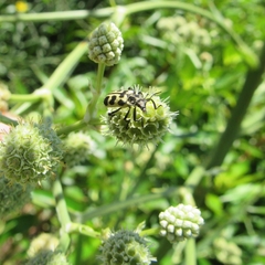 Astylus atromaculatus