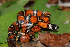 Lampropeltis abnorma