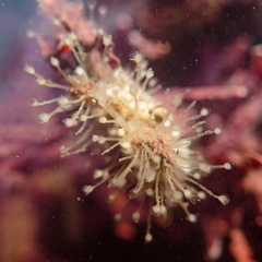 Entoprocta