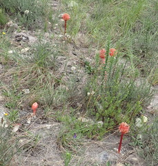 Haemanthus sanguineus