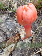 Haemanthus sanguineus