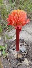 Haemanthus sanguineus
