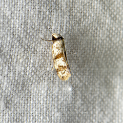 Isomoralla gephyrota