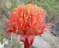 Haemanthus sanguineus