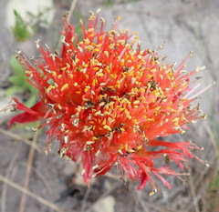Haemanthus sanguineus
