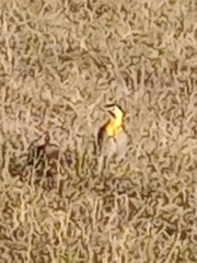 Colaptes campestris