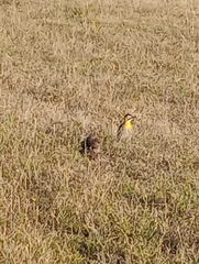 Colaptes campestris