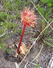 Haemanthus sanguineus