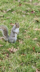 Sciurus carolinensis