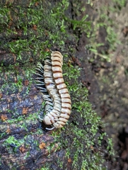 Nyssodesmus python
