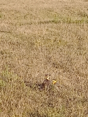 Colaptes campestris