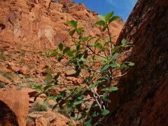 Frangula betulifolia