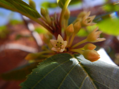 Frangula betulifolia
