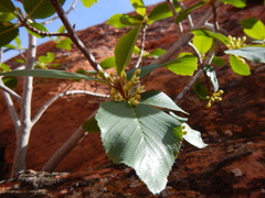Frangula betulifolia