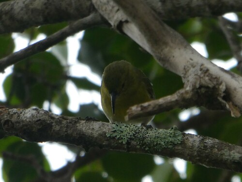 Kauai Amakihi (Chlorodrepanis stejnegeri)