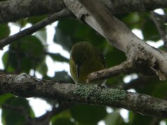 Chlorodrepanis stejnegeri