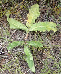 Lichtensteinia trifida