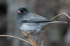Junco hyemalis cismontanus