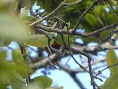 Himatione sanguinea
