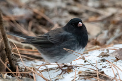 Junco hyemalis cismontanus