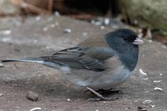 Junco hyemalis cismontanus