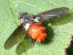 Epalpellus corpulentus