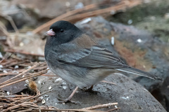 Junco hyemalis cismontanus