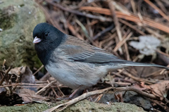 Junco hyemalis cismontanus