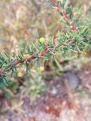 Berberis empetrifolia
