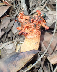 Lysurus corallocephalus