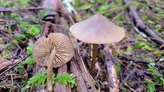 Entoloma holoconiotum