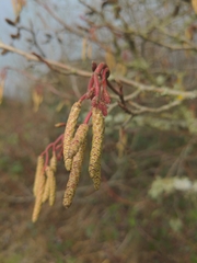 Alnus rubra