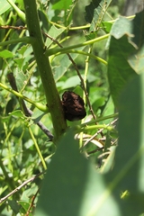 Ravenelia platensis