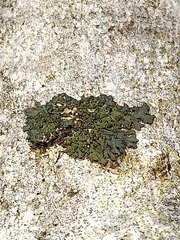 Phaeophyscia rubropulchra