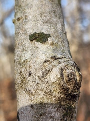 Phaeophyscia rubropulchra