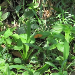 Eudulini
