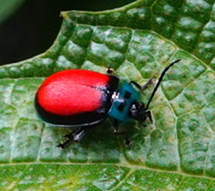 Aspicela scutata