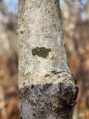 Phaeophyscia rubropulchra