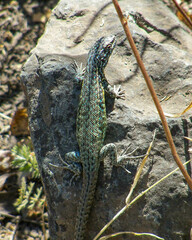 Liolaemus nigroviridis