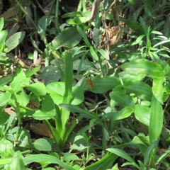 Eudulini