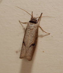 Pilostibes stigmatias