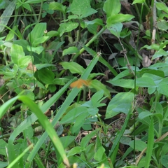 Eudulini