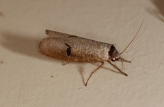 Pilostibes stigmatias