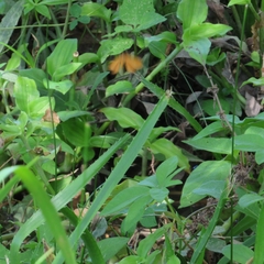Eudulini