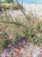 Berberis empetrifolia