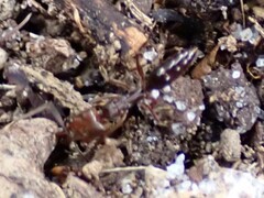 Odontomachus ruginodis