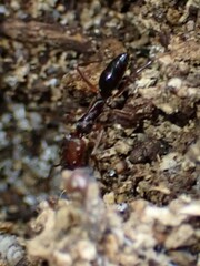 Odontomachus ruginodis