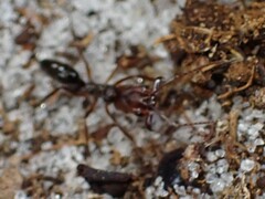 Odontomachus ruginodis